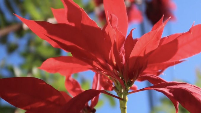 Flor de Nochebuena, símbolo de Navidad y orgullo mexicano – A Barlovento  Informa